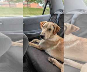 Great Dane-Unknown Mix Dogs for adoption in Silver Spring, MD, USA