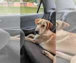 Cash - Male Great Dane-Unknown Mix Dog for Adoption - Small photo