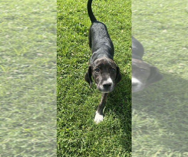 Medium Photo #1 Labsky Puppy For Sale in Aurora, IN, USA