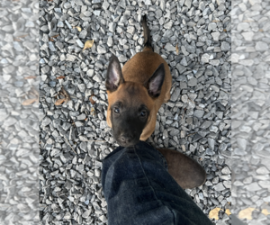 Belgian Malinois Puppy for sale in CLARKSVILLE, TN, USA