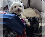 Small Photo #3 Maltipoo (Miniature) Puppy For Sale in San Diego, CA, USA