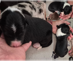 Puppy Poppy Border-Aussie