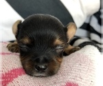 Small Photo #4 Yorkshire Terrier Puppy For Sale in SEYMOUR, IN, USA