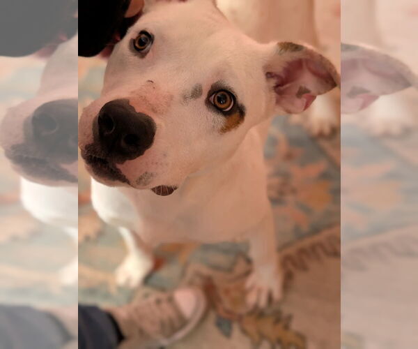 Medium Photo #9 American Staffordshire Terrier-Unknown Mix Puppy For Sale in Wenonah, NJ, USA