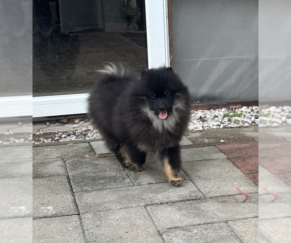 Medium Photo #5 Pomeranian Puppy For Sale in GLEN BURNIE, MD, USA
