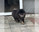 Small #4 Pomeranian