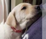 Small Photo #11 Labrador Retriever Puppy For Sale in OLYMPIA, WA, USA