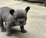 Puppy Bertie French Bulldog
