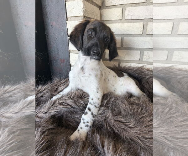 Medium Photo #2 German Shorthaired Pointer-Unknown Mix Puppy For Sale in St. Louis Park, MN, USA