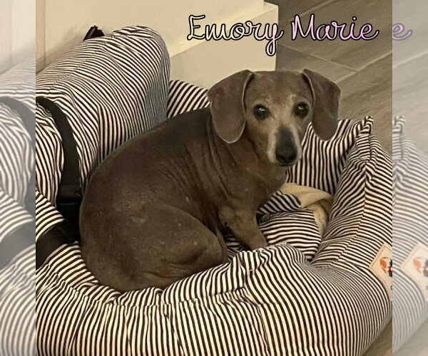 Medium Photo #5 Dachshund Puppy For Sale in San Antonio, TX, USA