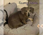 Small #4 Dachshund