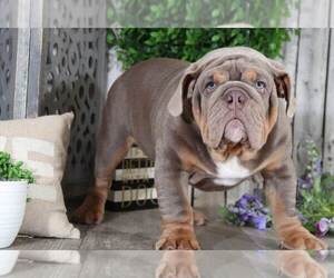 English Bulldog Puppy for sale in MOUNT VERNON, OH, USA
