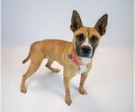Small Photo #5 Mutt Puppy For Sale in Kennesaw, GA, USA