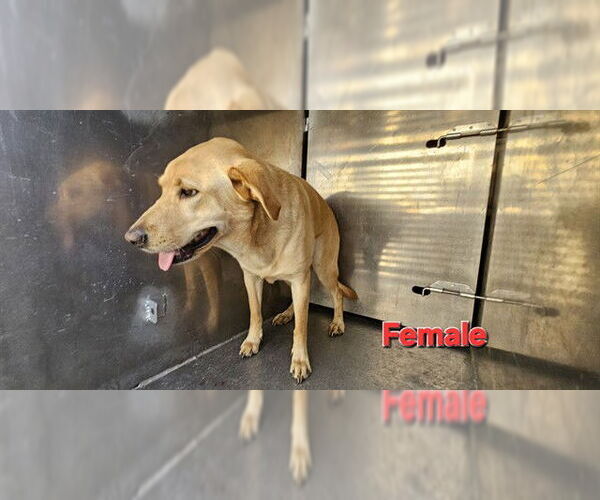 Medium Photo #1 Labrador Retriever Puppy For Sale in Pasadena, TX, USA