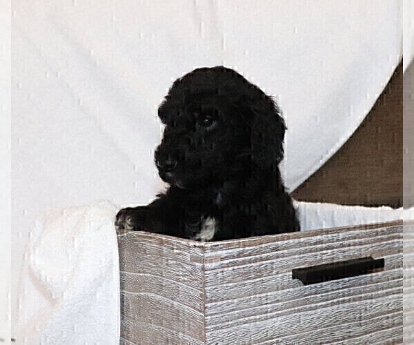 Medium Photo #4 Poodle (Standard) Puppy For Sale in LAKE CITY, FL, USA