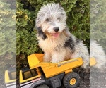Small Cockapoo