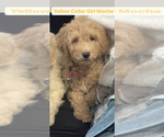 Small Photo #10 Goldendoodle Puppy For Sale in NEW YORK, NY, USA