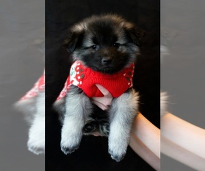 Keeshond Puppy for sale in DENVER, CO, USA