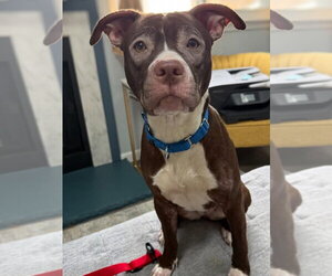 Mutt Dogs for adoption in Wenonah, NJ, USA