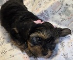 Puppy Caroline Yorkshire Terrier