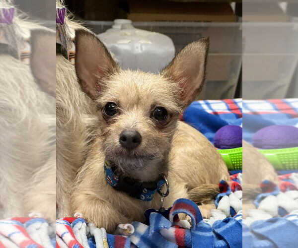 Medium Photo #4 Chihuahua-Unknown Mix Puppy For Sale in Mundelein, IL, USA