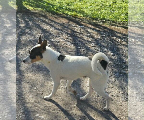 Medium Photo #3 Rat Terrier-Shiba Inu Mix Puppy For Sale in Wakefield, RI, USA
