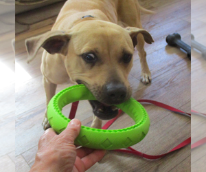 Gilley - Female American Pit Bull Terrier-Labrador Retriever Mix Dog for Adoption - Photo #11