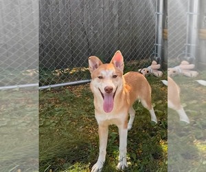 Landry - Female Akita-Unknown Mix Dog for Adoption - Photo #2