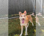 Small Photo #2 Akita-Unknown Mix Puppy For Sale in Hinckley, IL, USA