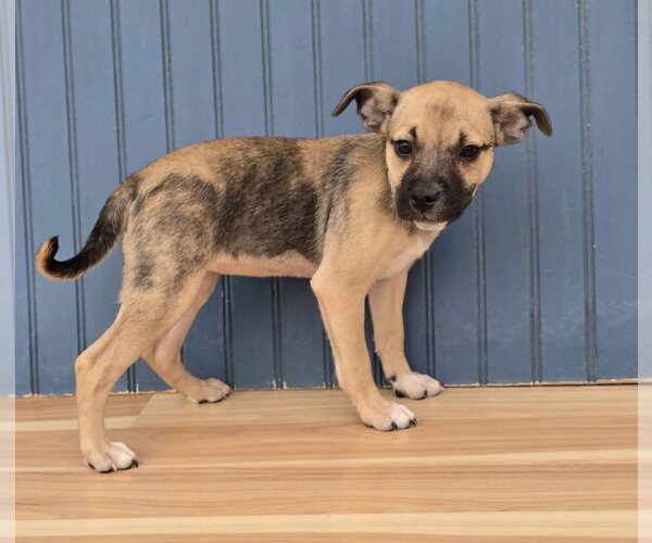 Medium Photo #2 Bulldog-Unknown Mix Puppy For Sale in Lakewood, CO, USA