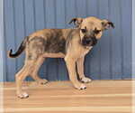 Small #1 Bulldog Mix