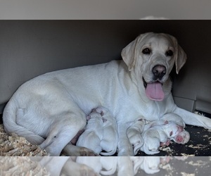 Labrador Retriever Puppy for Sale in ALL HEALING SPRINGS, North Carolina USA