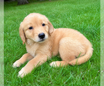 Small #1 Golden Retriever
