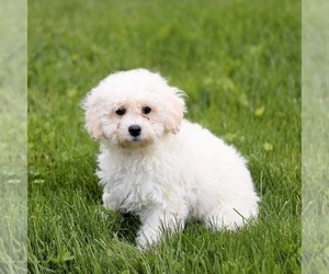 Bichon Frise-Bichpoo Mix Puppy for Sale in KINZERS, Pennsylvania USA