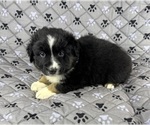 Puppy Boy Three Australian Shepherd