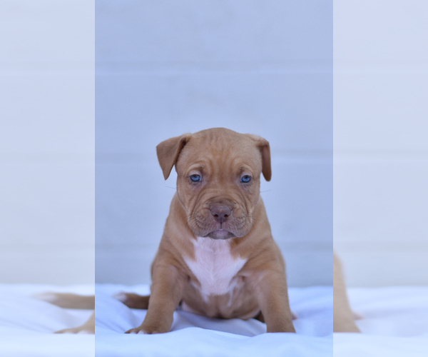 Medium Photo #8 American Bully Puppy For Sale in GOSHEN, KY, USA