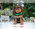 Small Photo #28 Cavalier King Charles Spaniel Puppy For Sale in SALEM, IN, USA