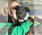 Small #7 Labrador Retriever Mix