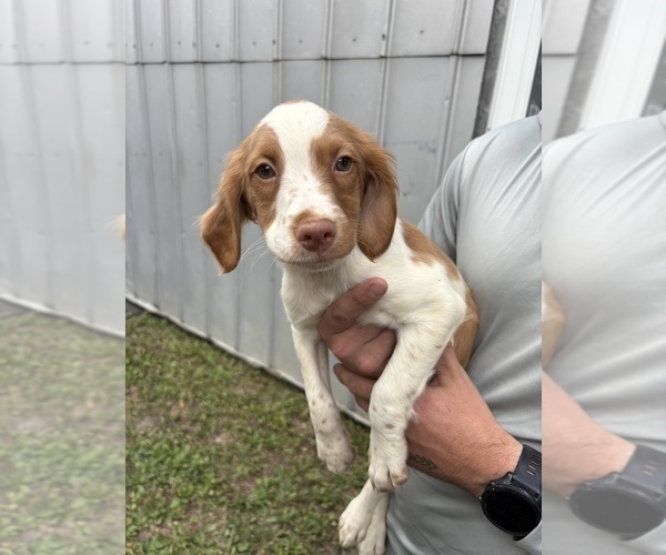 Medium Photo #16 Brittany Puppy For Sale in FISHER, IL, USA