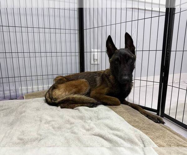 Medium Photo #1 Mutt Puppy For Sale in Imlay City, MI, USA