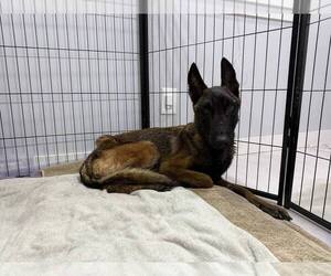 Mutt Dogs for adoption in Imlay City, MI, USA