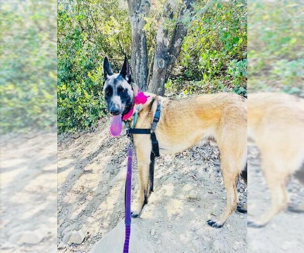 Medium Photo #5 Mutt Puppy For Sale in Santa Barbara, CA, USA