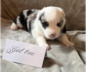 Australian Shepherd Puppy for sale in SALISBURY, NC, USA