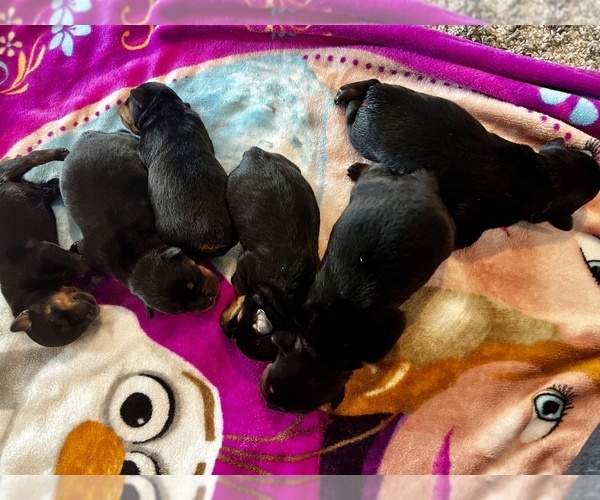 Medium Photo #1 Rottweiler Puppy For Sale in ORLANDO, FL, USA