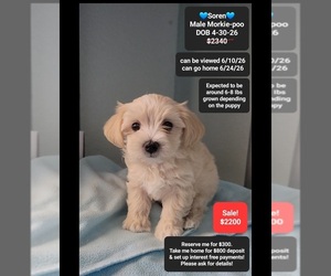 Morkie Poo (Toy) Puppy for sale in TUCSON, AZ, USA