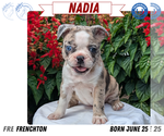 Small #11 Faux Frenchbo Bulldog