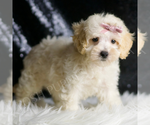 Small Photo #136 Maltipoo Puppy For Sale in WARSAW, IN, USA