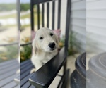 Small Photo #3 English Cream Golden Retriever Puppy For Sale in FRANKLINTON, NC, USA