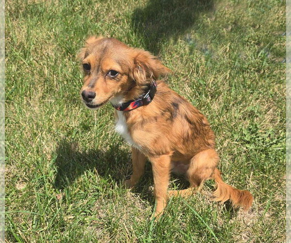 Medium Photo #2 Chion Puppy For Sale in Salt Lake City, UT, USA