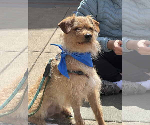 Medium Photo #5 Chihuahua-Unknown Mix Puppy For Sale in Bellevue, WA, USA